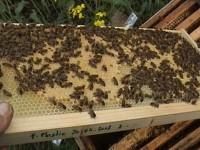 faguri din plastic vind faguri din plastic marime 3/4;sunt acoperiti strat fin ceara astfel albinele