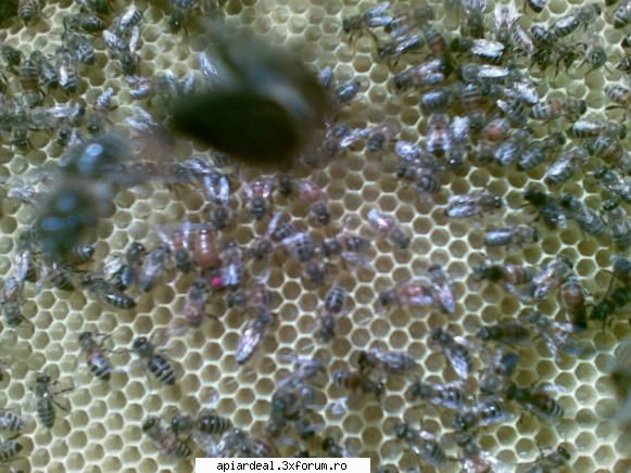 jurnal apicol sambata fost vrerme frumoasa roi din 2008 spart cuibul fagure artificial azi verificat