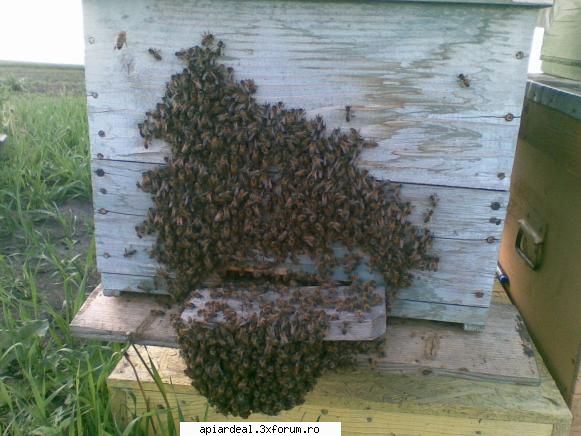 jurnal apicol apropo filmul mai sus facut in  spania tara nr. europa apicultura .   