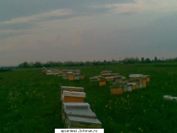 jurnal apicol cand venit rapita luat sunt langa doua sate pline salcami mai plecat salcam pt. aici