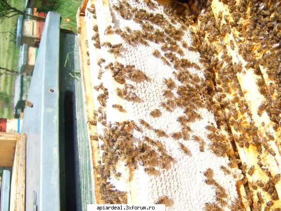 jurnal apicol sunt sunt acord tine. albinele incercat fagurii care nevoie. exista faguri buni,