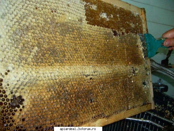jurnal apicol cred avea peste 4,5 kile