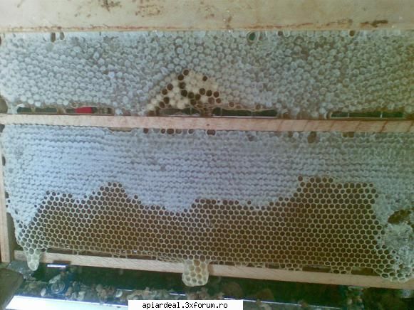 jurnal apicol rost avea las asemenea rame cuib oare blochez rama intreg sezonul activ mai bine facem