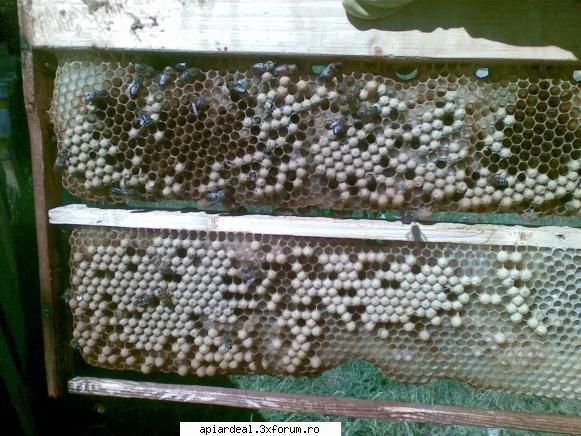 jurnal apicol renunt intru cuib mai ales trebuie combatuta varooa biologic sunt f.b.