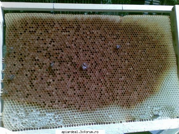 jurnal apicol chiar daca ultimile doua saptamani avut cules mare gasit rame blocate pastura.