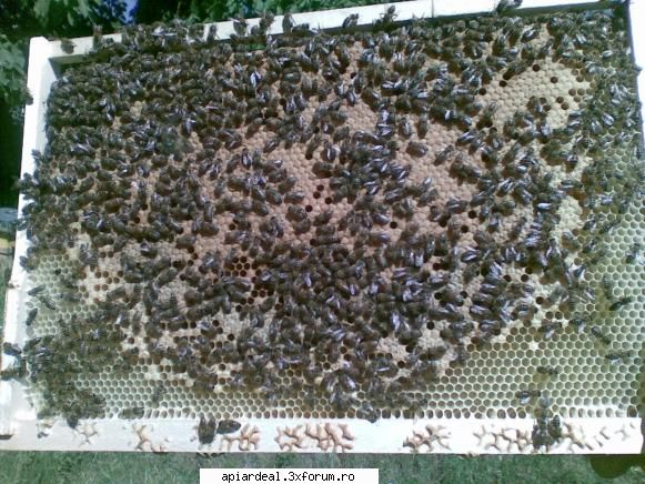 jurnal apicol chiar daca muncit mai mult timpul extractiei acum rame blana puiet capacit care