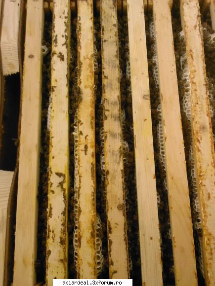 jurnal apicol noi vremea ideala pentru faneata: ploi scurte dupa iar caldura sunt pline albe zici
