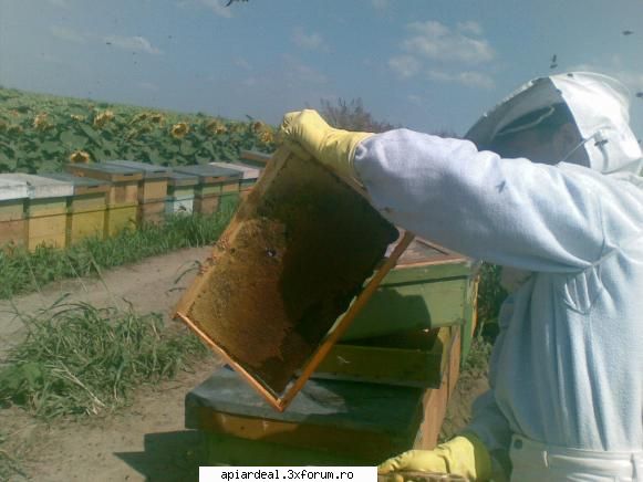 jurnal apicol m-am intors camp extractie dar reusit extrag toti stupii deoarece albinele inceput dea