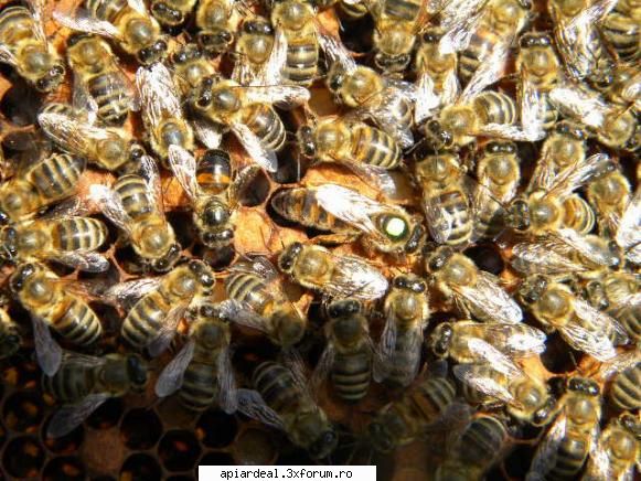 jurnal apicol matca produsa valter