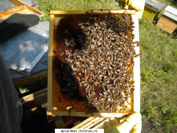 jurnal apicol pretul unei singure regine poate para mare dar pretul 1000 bucati este mic.