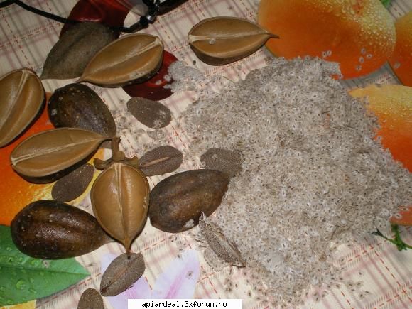 paulownia propun acest topic pntru unui experiment legat arborele gasit cateva capsule seminte