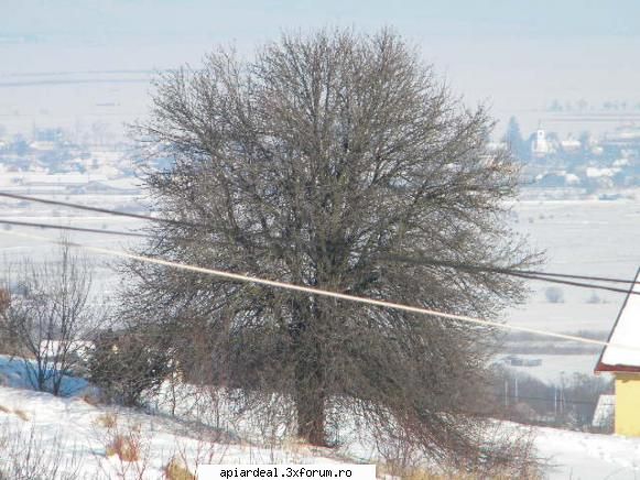 jurnal apicol liviu scris:nu vad copacul din avatar este alta arata copacul iarna