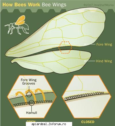 apis mellifera carpatica hamulii (vezi postarea mai sus) sunt forma anatomica intalnita aripile