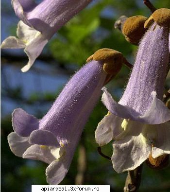 paulownia sudul tarii spune incepe din 4-lea an. infloreste lungi 30-60 care emana parfum violete.